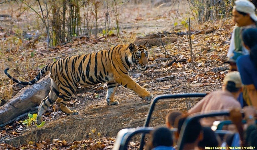 Tiger Attack: बांधवगढ़ में बाघ के हमले से तीन दिन में दूसरी मौत.......