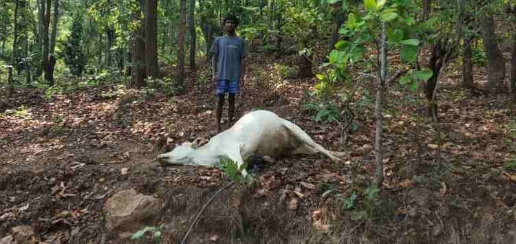 जंगल में पहाड़ी कोरवा के बैल को लगी करेंट ” पेड़ गिरने से क्षतिग्रस्त हुआ था बिजली तार” घटना सुबह की ” सूचना सभी संबंधित विभागों को” लेकिन अब तक नहीं पहुंची जांच टीम ” मामला राष्ट्रपति के दत्तक पुत्र पहाड़ी कोरवा किसान से जुड़ी” सुबह से भूखे प्यासे म...