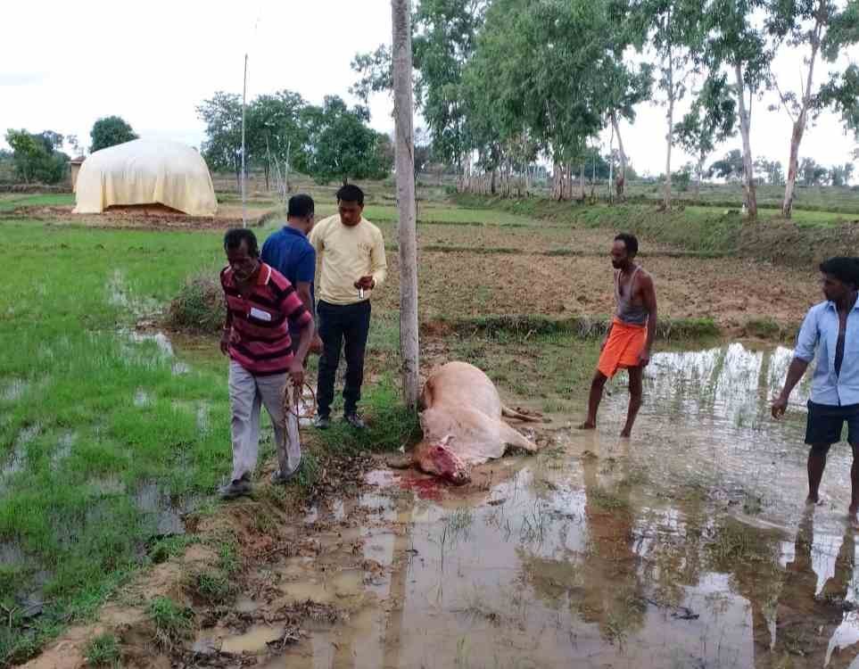 Breking News बिजली विभाग की लापरवाही से गई मवेशी की जान Koriya-Patna