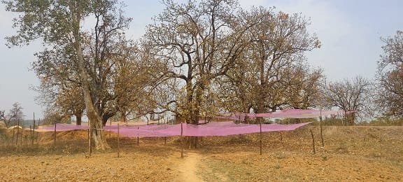 सरगुजा वनवृत्त में लघु वनोपज संग्रहण से वनवासियों को हो रहा लाभ