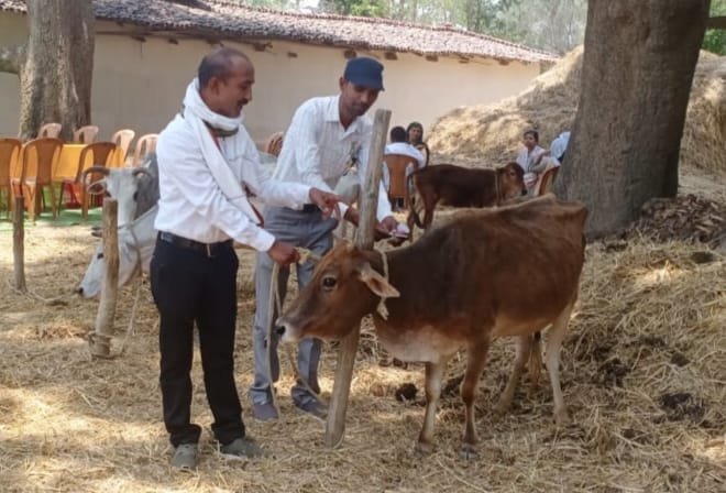 पशुओं को संक्रामक रोगों से बचाने सघन टीकाकरण कार्य जारी