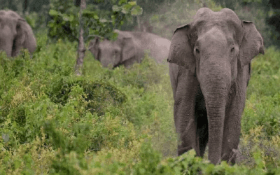 Elephant attack : बेटी के घर जा रही बुजुर्ग महिला को हाथी ने उठाकर पटका, हुई मौत,पड़े पूरी खबर